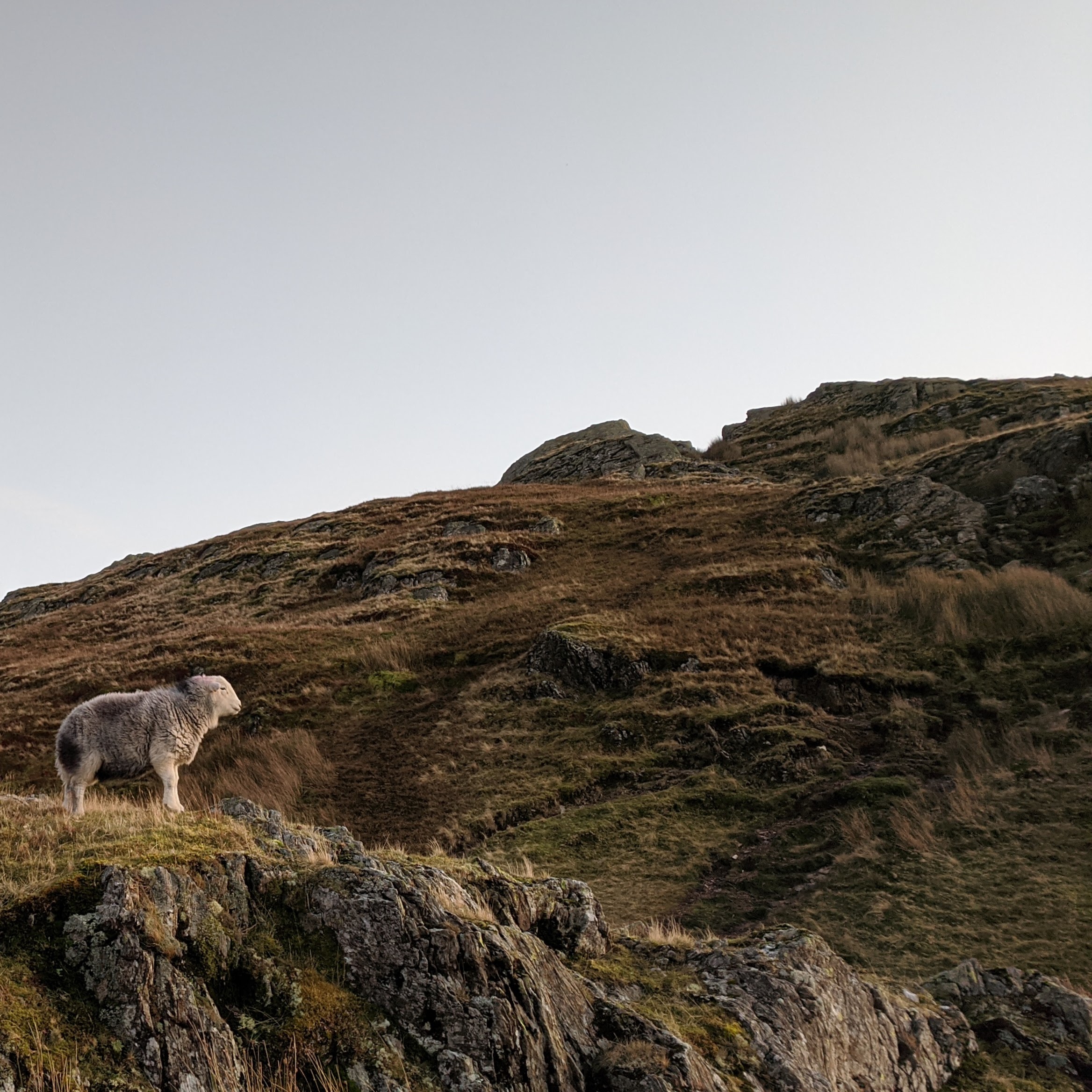 Sheep stood on a mountain